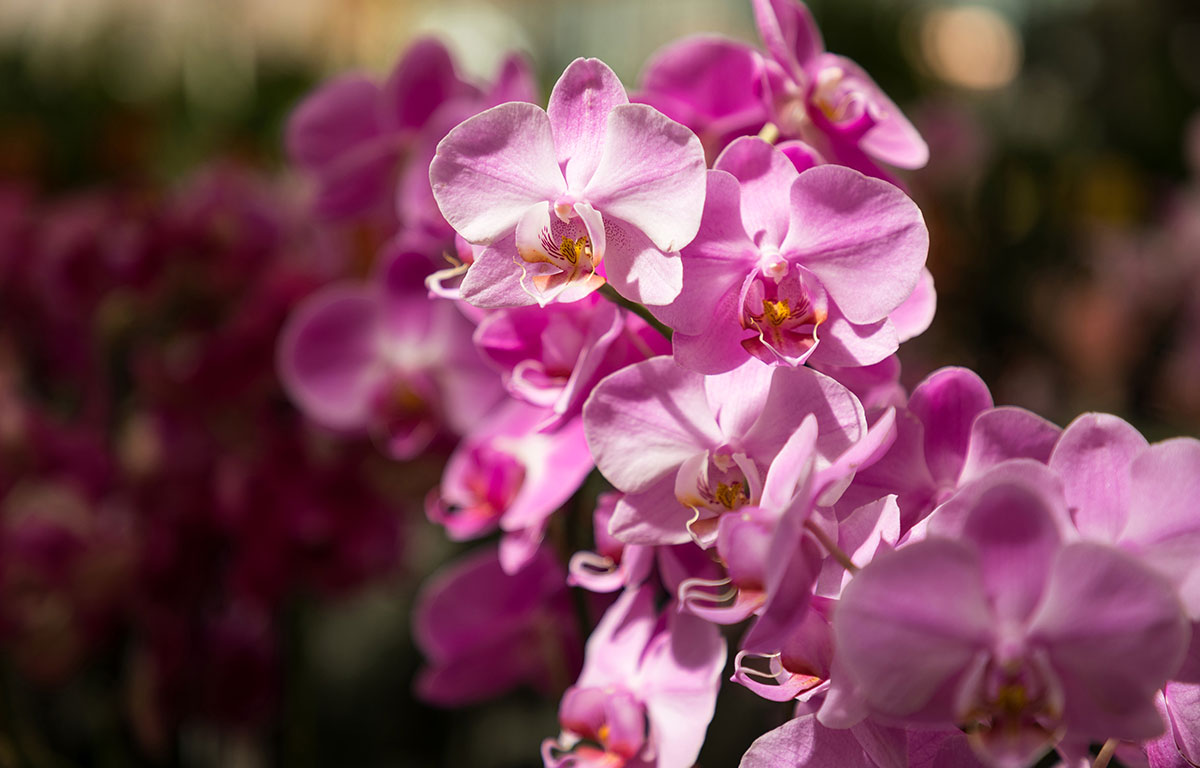 09-floricoltura-livorno-orchidea-vendita-asta-toscana.jpg